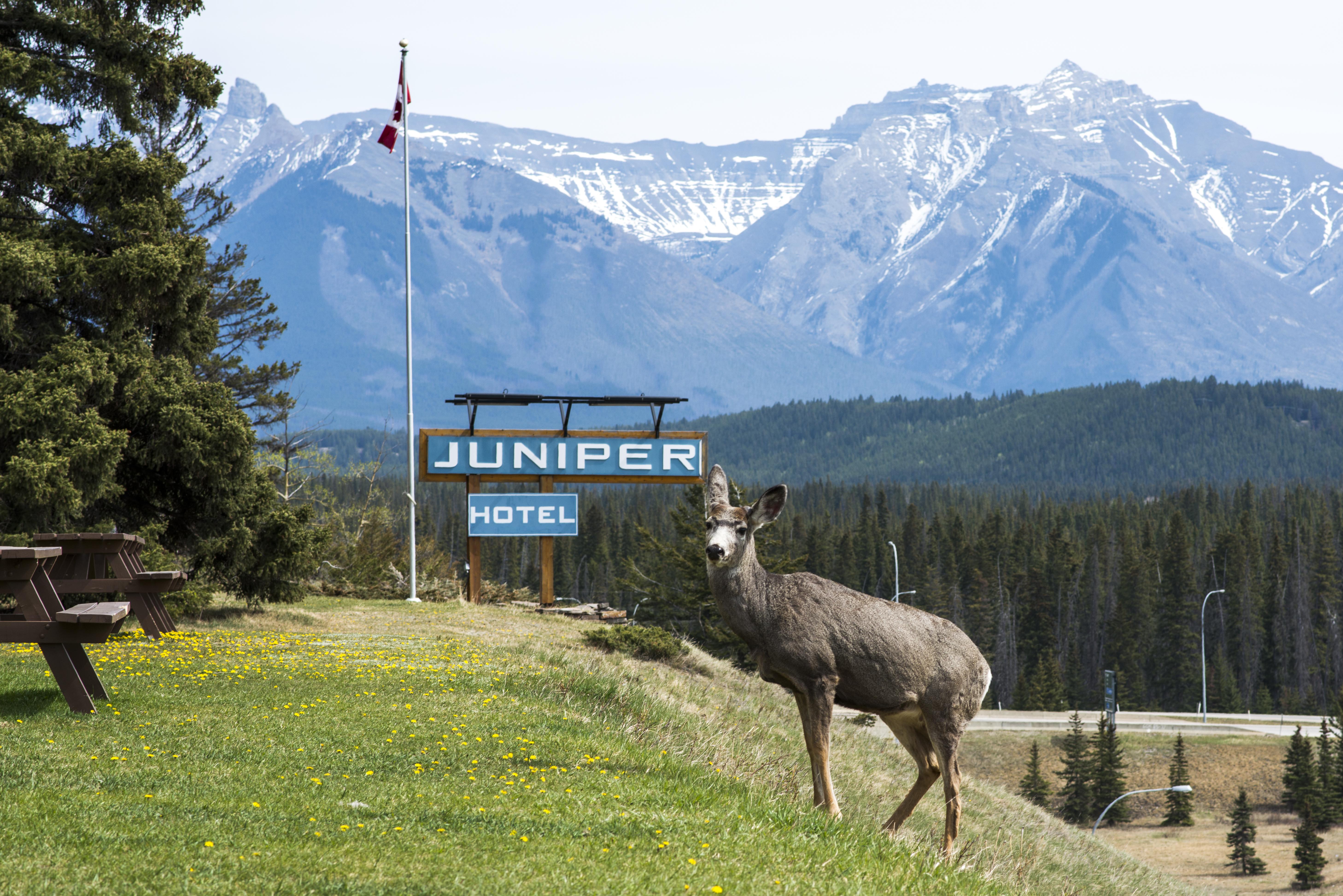 The Juniper Hotel & Bistro Banff Exterior foto